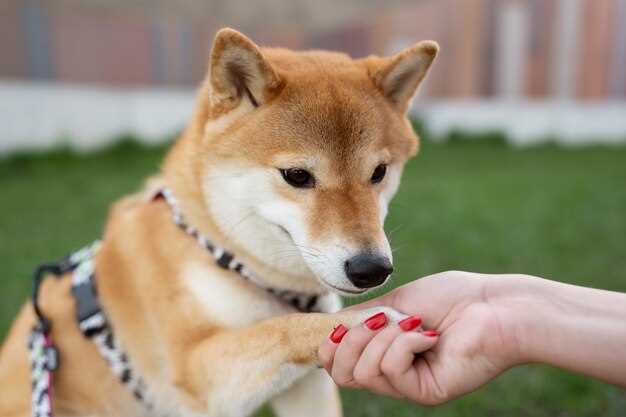 1. Consult your veterinarian