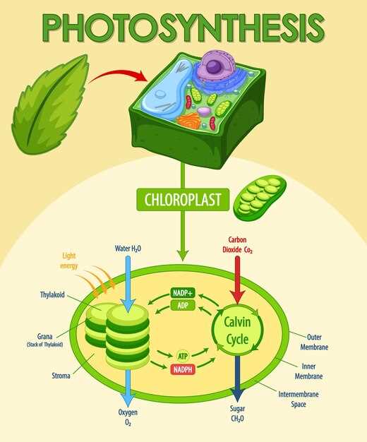 Overview of Finasteride Post Cycle