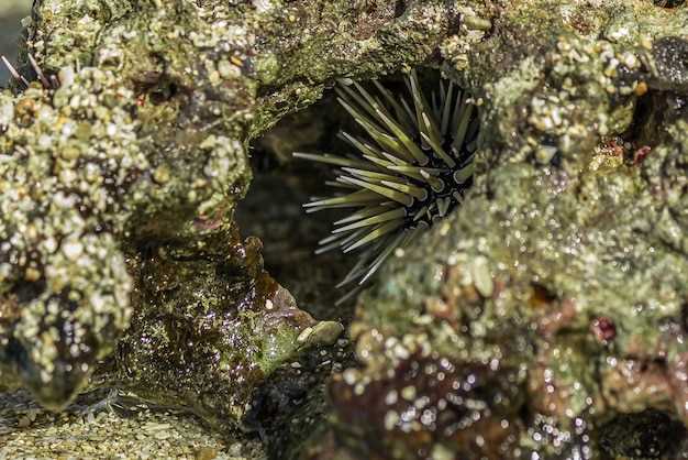 Wide Range of Benefits