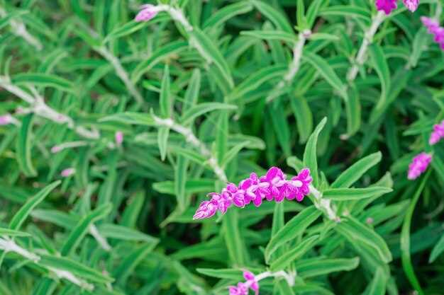 Discover the Benefits of Prince William Finasteride!