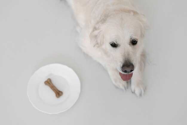 Consultation with a Veterinarian